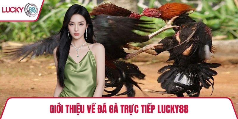 Giới thiệu về đá gà trực tiếp Lucky88